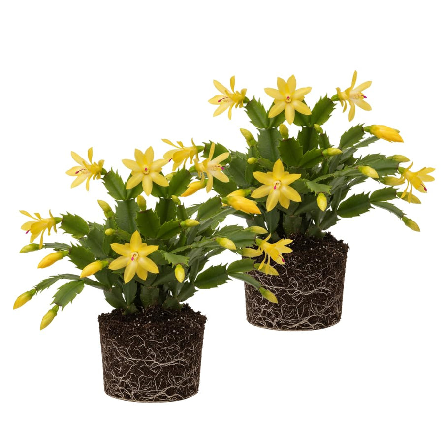 2 Christmas Cactus Plants Live, Holiday Blooming Indoor Plants Live Houseplants, Hanging Baskets Easy Care, Well-Rooted 5-8" Tall, No Pot, Bareroots, Single Stems (Yellow Christmas Cactus)