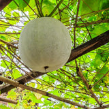 100 Giant Wax Gourd Seeds, Ash Gourd, Winter Melon Heirloom Seed for Planting, Large Vegetable Vine Seeds