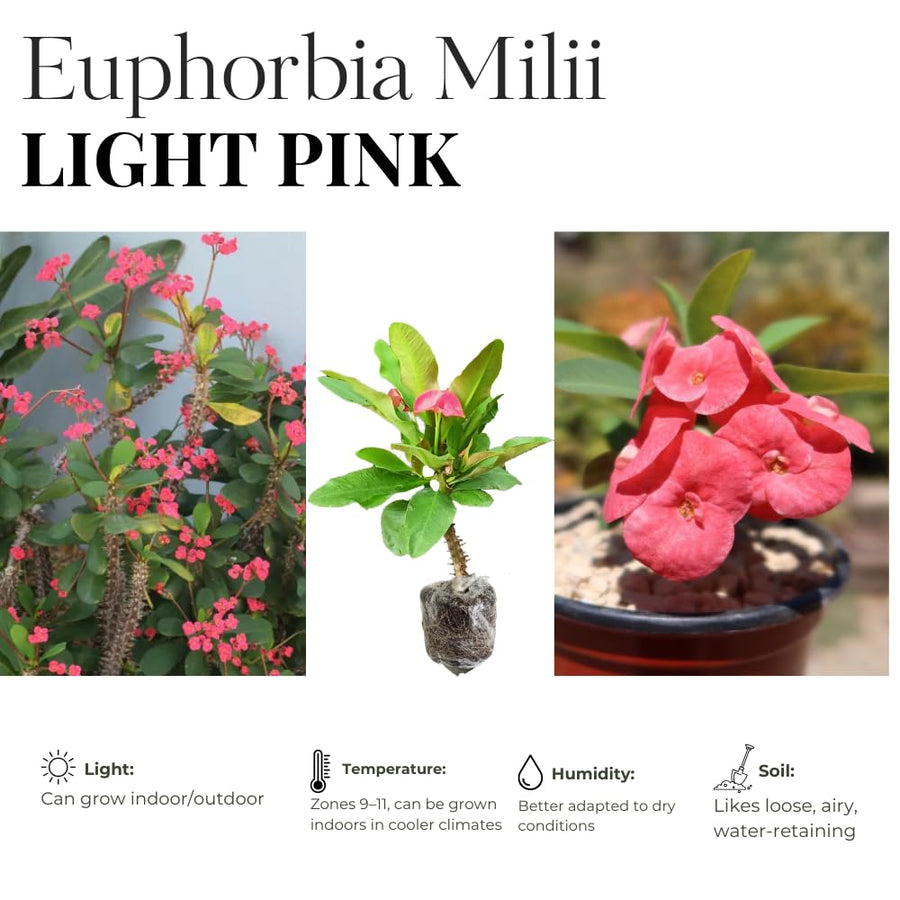 Euphorbia Milii Live Plant, Crown of Thorns Live Plant, Mix Flower Houseplant, 5-8 Inc Tall, Cold Hardy (Light Pink Salmon)