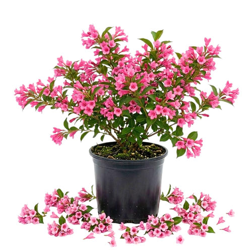 Pink Weigela Tree Live Plant in 4 Inch Pot, Weigela Blooming Shrub, Vibrant Flowering Starter Plant 4-7" Tall for Outdoor Gardening