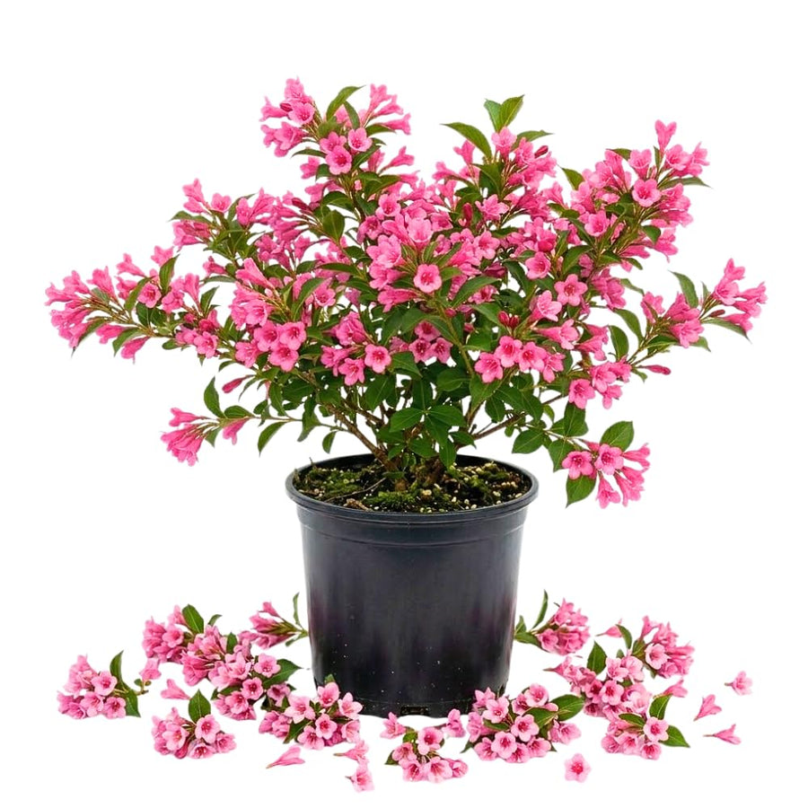 Pink Weigela Tree Live Plant in 4 Inch Pot, Weigela Blooming Shrub, Vibrant Flowering Starter Plant 4-7" Tall for Outdoor Gardening