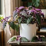 Gynura Velvet Plant, Purple Passion Plant, Velvety Purple Leaves, 4 Inches Pot 4-7 Inches Tall, Well Rooted for Indoor Houseplant