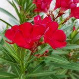 Oleander Plants Live, 2 Small Plants, Live Oleander Flower Plants, Tropical Plant Live Shrub Garden (Red)