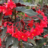 Angel Wing Begonia Live Plant, Polka Dot Begonia Maculata Plants, 4-7" Starter Indoor Outdoor Houseplant Décor, Air-Purifying and Easy Care, Bold Red Begonia with Striking Flowers