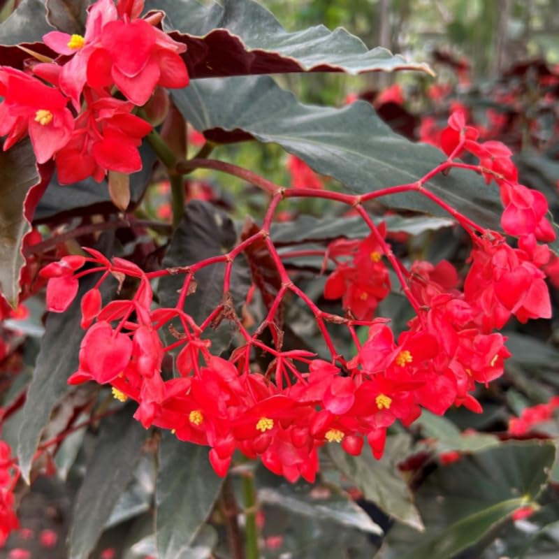 Angel Wing Begonia Live Plant, Polka Dot Begonia Maculata Plants, 4-7" Starter Indoor Outdoor Houseplant Décor, Air-Purifying and Easy Care, Bold Red Begonia with Striking Flowers