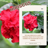Hibiscus Plant Live, Hardy Hibiscus Flowers for Outdoor Landscapes, 5-9 Inch Height, Ornamental Hibiscus Bush Shrub, Well-Rooted, No Pot