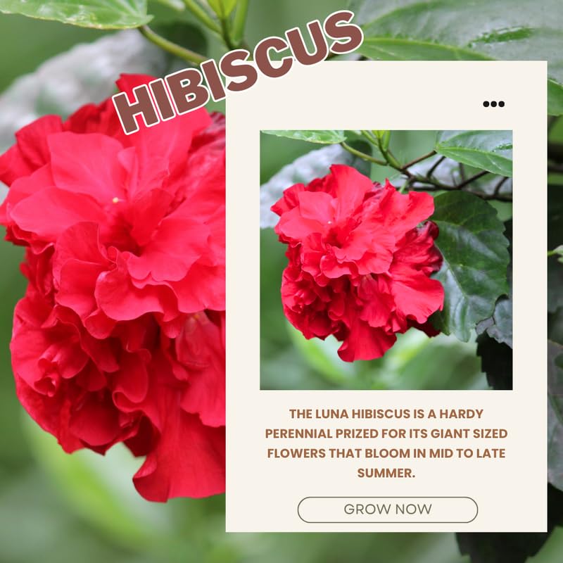 Hibiscus Plant Live, Hardy Hibiscus Flowers for Outdoor Landscapes, 5-9 Inch Height, Ornamental Hibiscus Bush Shrub, Well-Rooted, No Pot