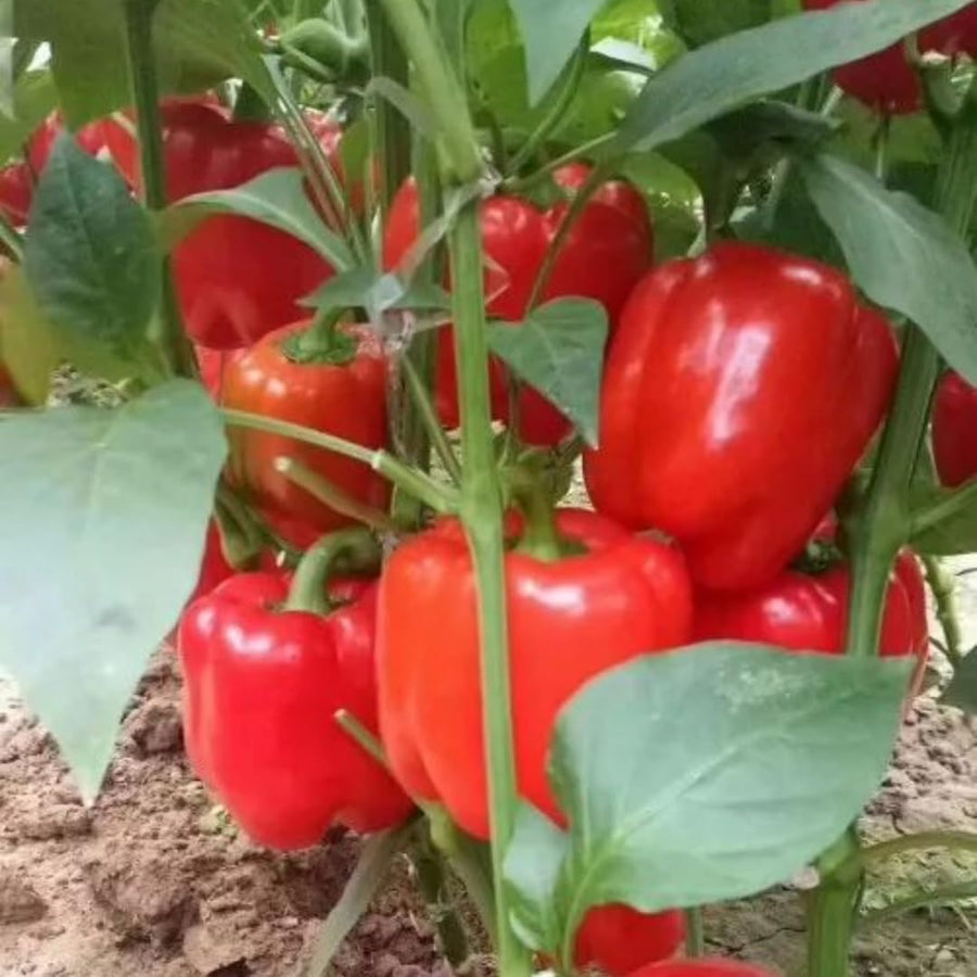 Pack 2 Live Pepper Plants 90 Days Old for Planting, 3 to 5 Inches Tall, Fast Growing, Hot Chili Peppers for Outdoor Growing (Red Knight)