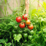 Cherry Red Tomato Plant Live, Tomato Plant Live for Planting, Well Rooted, 8-10 Inc Tall, Sweet Tomatos Seedling for Indoor Outdoor Growing