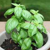 Sweet Basil Plants Live in 3 Inch Pot - Set 2 Pots, Live Basil Plant for Planting, Perennial Fragrant Herb Plant for Containers, Home Garden