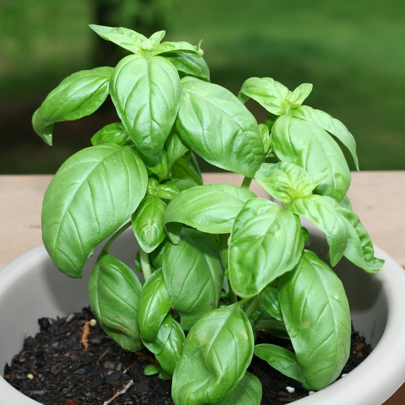 Sweet Basil Plants Live in 3 Inch Pot - Set 2 Pots, Live Basil Plant for Planting, Perennial Fragrant Herb Plant for Containers, Home Garden