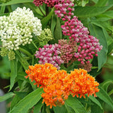 2 Mikweed Live Plants, Asclepias Tuberosa Perennial Flowers Plants, Tropical Butterfly Milkweeds 4-8 Inch for Outdoor Garden (Assorted)