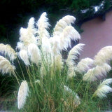 3 Pampas Grass Plants Live for Planting, White Pampas Grass Live Plant Ornamental Garden Indoor Outdoor