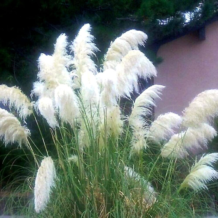 3 Pampas Grass Plants Live for Planting, White Pampas Grass Live Plant Ornamental Garden Indoor Outdoor
