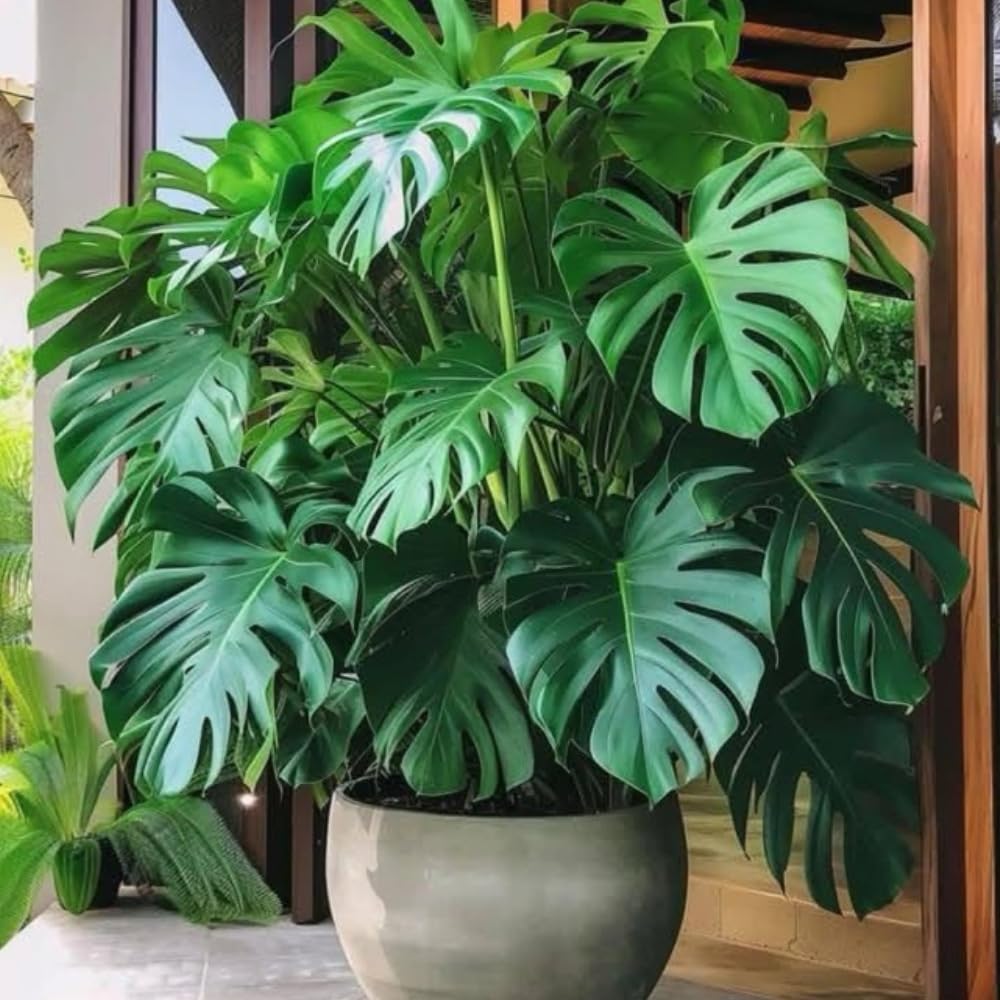 2 Monstera Plants Live, Swiss Cheese Philodendron Plant, Ornamental Tropical Well-Rooted, 4 to 5 Leaves for Indoor Houseplant (Monstera Deliciosa)