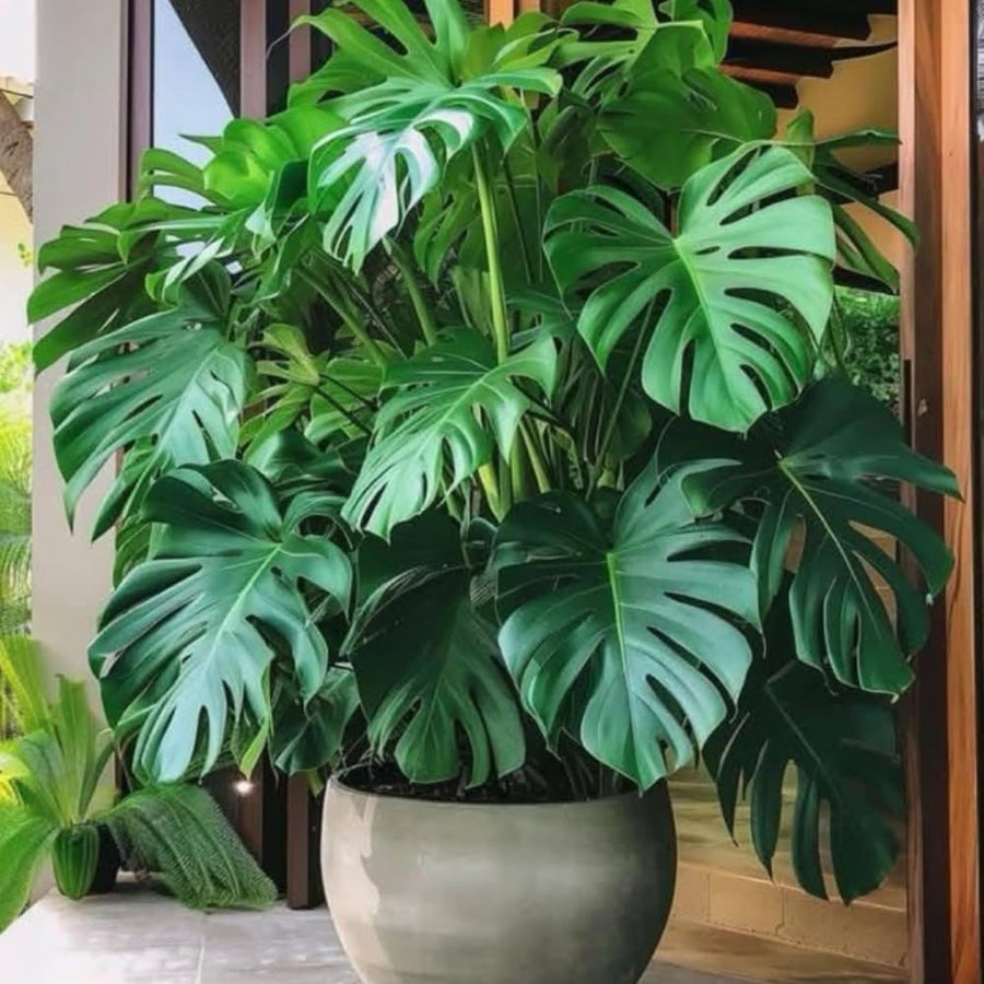2 Monstera Plants Live, Swiss Cheese Philodendron Plant, Ornamental Tropical Well-Rooted, 4 to 5 Leaves for Indoor Houseplant (Monstera Deliciosa)