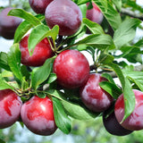 Methley Plum Plant Live for Planting, Bareroot 12-18 Inch Tall, Japanese Plum Tree Live Plant, Red Plum Tree Plant Live to Grow Outdoors