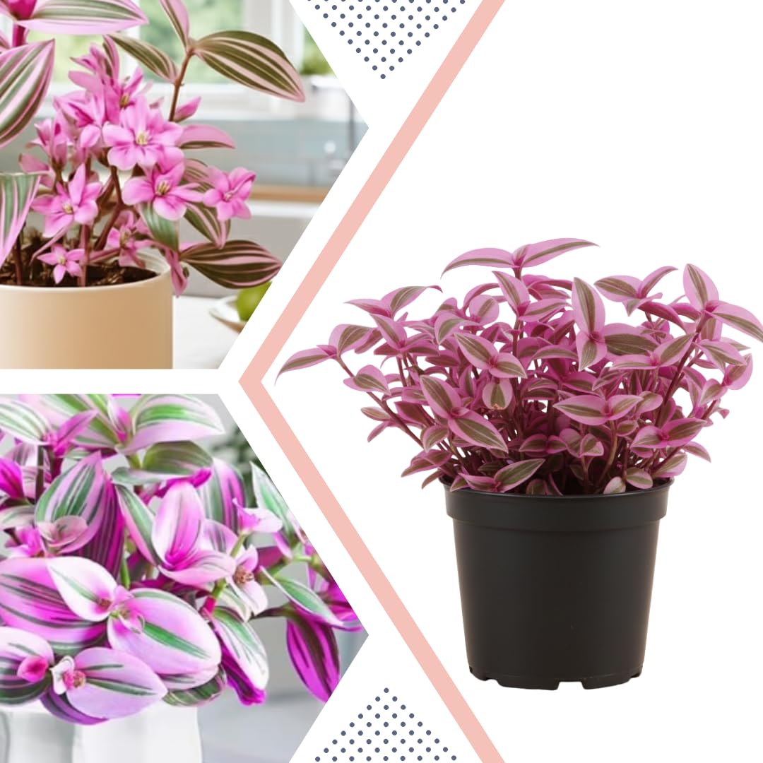 Pink Wandering Jew Live Plant, Tradescantia Nanouk Live Houseplant, Rare Nanouk Pink Wandering Jew Live Plants Indoor (4 Inch Pot)