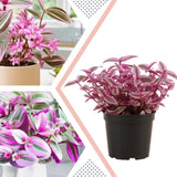 Pink Wandering Jew Live Plant, Tradescantia Nanouk Live Houseplant, Rare Nanouk Pink Wandering Jew Live Plants Indoor (4 Inch Pot)