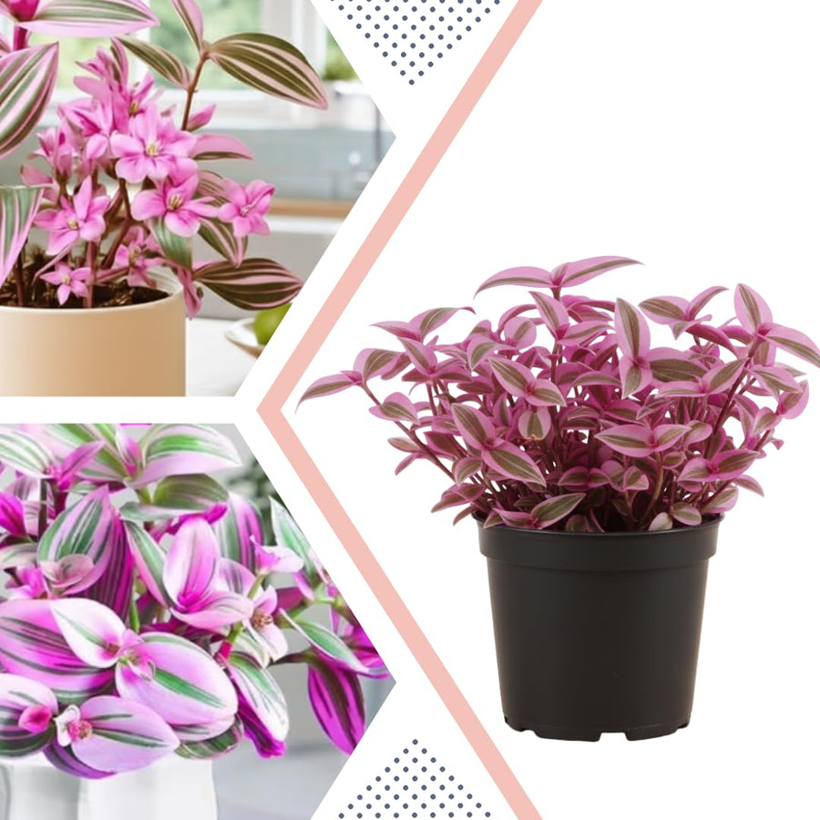 Pink Wandering Jew Live Plant, Tradescantia Nanouk Live Houseplant, Rare Nanouk Pink Wandering Jew Live Plants Indoor (4 Inch Pot)