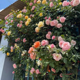 Climbing Rose Bushes Ready to Plant, Well-Rooted, Hardy Roses Tree 5 to 10 Inc Tall, Fragrant, Outdoor Planting (Assorted)