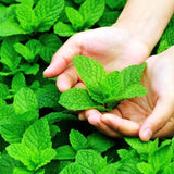 Fresh Spearmint Live Plant in 3.5 Inch Pot, Mint Herb Live Plant for Indoor Outdoor Growing, Spring Planting
