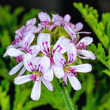 3 Citronella Plants Live, Live Citronella Plants Indoor Outdoor, Zone 9 to 11