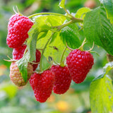 Raspberry Plant in 3 Inch Pot, Red Sweet Berries Starter Plant, Raspberry Plants Live for Planting Outdoor