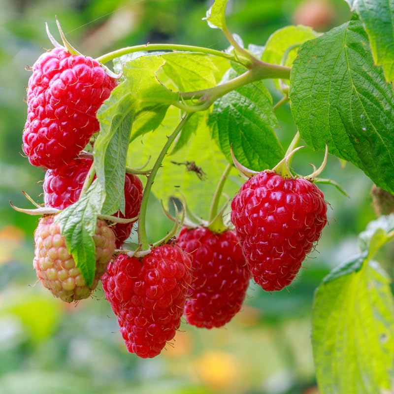 Raspberry Plant in 3 Inch Pot, Red Sweet Berries Starter Plant, Raspberry Plants Live for Planting Outdoor