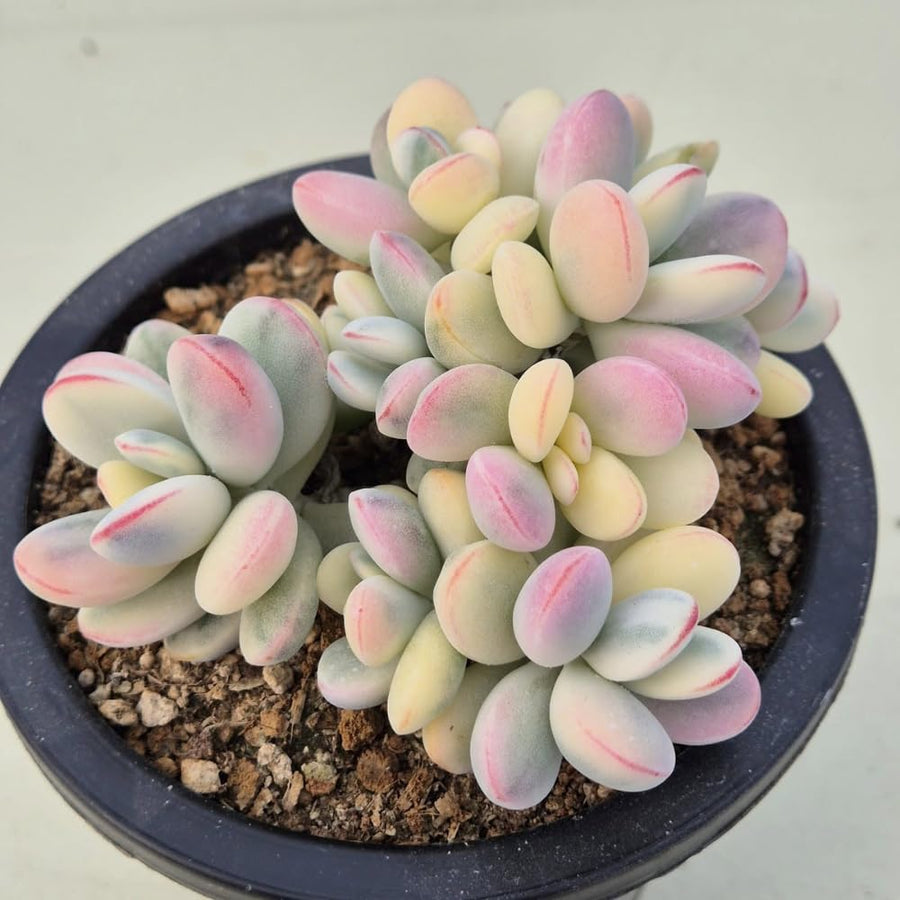 2 Rare Orbiculata Cotyledon Succulent Live Plants 2" Potted, Fast-Growing Trailing Succulent Rare House Plant for Home Office Decoration