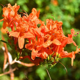 2 Orange Honeysuckle Plants Live for Planting, Size 3 to 5 Inch Tall Honeysuckle Plant, Perennial Flower Vine Shrub for Grow Outdoors, Well Rooted