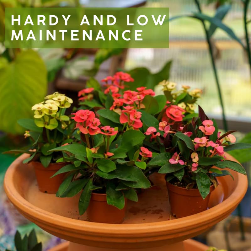 Euphorbia Crown of Thorns Plant, Hardy Perennial Succulent Plant 3-5 Inches, Vibrant Yellow Flowers, Gardens and Indoor Planting