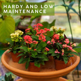 Euphorbia Crown of Thorns Plant, Hardy Perennial Succulent Plant 3-5 Inches, Vibrant Pink Flowers, Gardens and Indoor Planting
