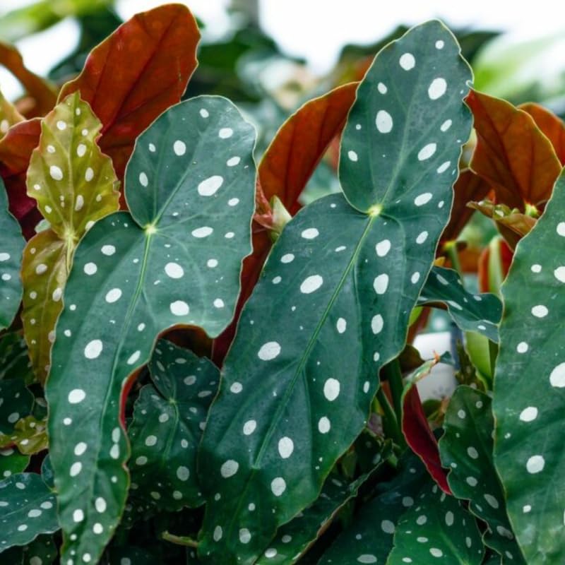 Combo 3 Polka Dot Begonia Angel Wing Plants Live, Begonia Maculata Live Plant, Begonias Live Plants Outdoor, 4 to 8 Inc Tall