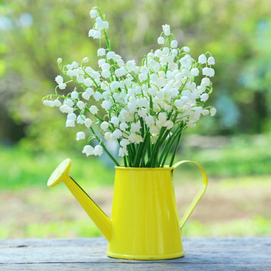 Set of 10 Lily of the Valley Bulbs for Planting, Sweet Fragrant Spring Blooms, Garden Beds, Containers, or Indoor Pots Growing