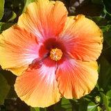 Sunset Hibiscus Plant Live, Hardy Hibiscus Flowers Colorful Blooms for Outdoor Landscapes, 8-10 Inch Height, Hibiscus Shrubs, No Pot, Well-Rooted