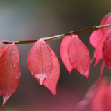 Burning Bush Live Plant, Burning Bush Shrub, 5 Live Bare Root, 6-12 Inches Tall, Vibrant Red Foliage for Landscapes and Garden Border