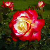 Rare Rose Bush Live Plant - Rose Plant Live to Grow - Bareroot 5-10 Inch Tall - Fragrant Rose Flowers Shrub - No Pot (Delight Rose)