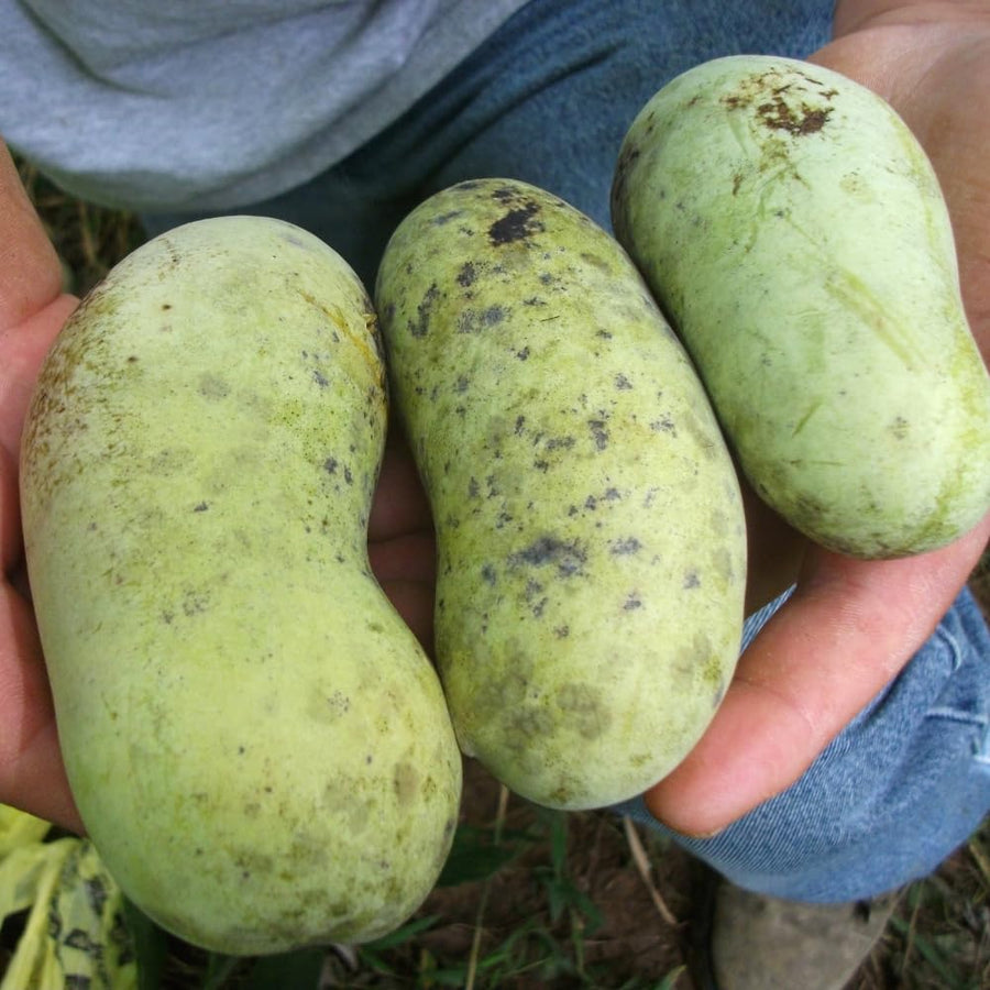 2 Pawpaw Trees Live Plants, Paw Paw Asimina Triloba, Well Rooted Plant Live, 7 to 16 Inc Tall, Mango Papaya Like