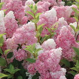 Pink White Hydrangea Tree Live Plant, Hydrangea Plant Live Garden, Perennial Flower Shrub Plant, Quart Pot