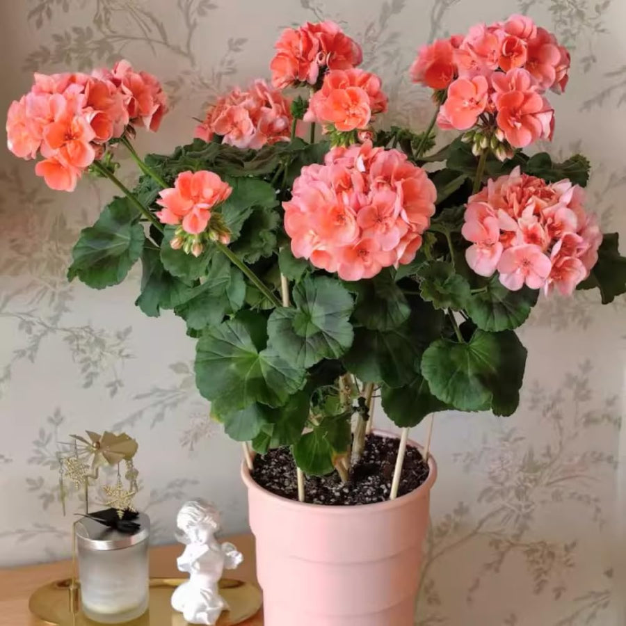 4 Geranium Plants Live, Live Geranium Plant, Salmon Geranium Flower Plants Indoor Outdoor, 4 to 8 Inches Tall