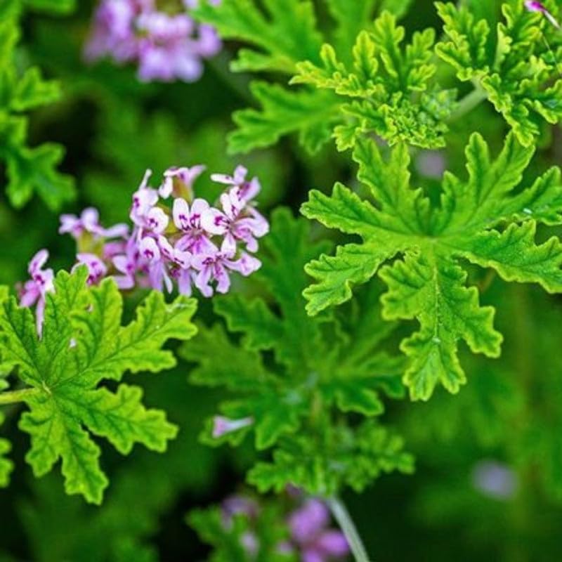 2 Live Citronella Plants for Outside, Citronella Geranium Plants Live, 4 to 6 Inc Tall