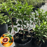 Blood Orange Tree Live Plant, 3 Feet Tall Grafted Citrus Tree, Sweet Red Orange Fruit Tree for Outdoor Planting