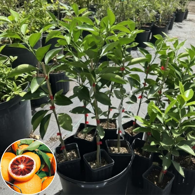 Blood Orange Tree Live Plant, 3 Feet Tall Grafted Citrus Tree, Sweet Red Orange Fruit Tree for Outdoor Planting