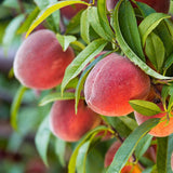 1 Year Old Sweet Peach Tree Live Plant, 6 to 10 Inches in Tall in Gallon Pot, Peaches Trees for Growing, Outdoor Fruit for Planting, No CA