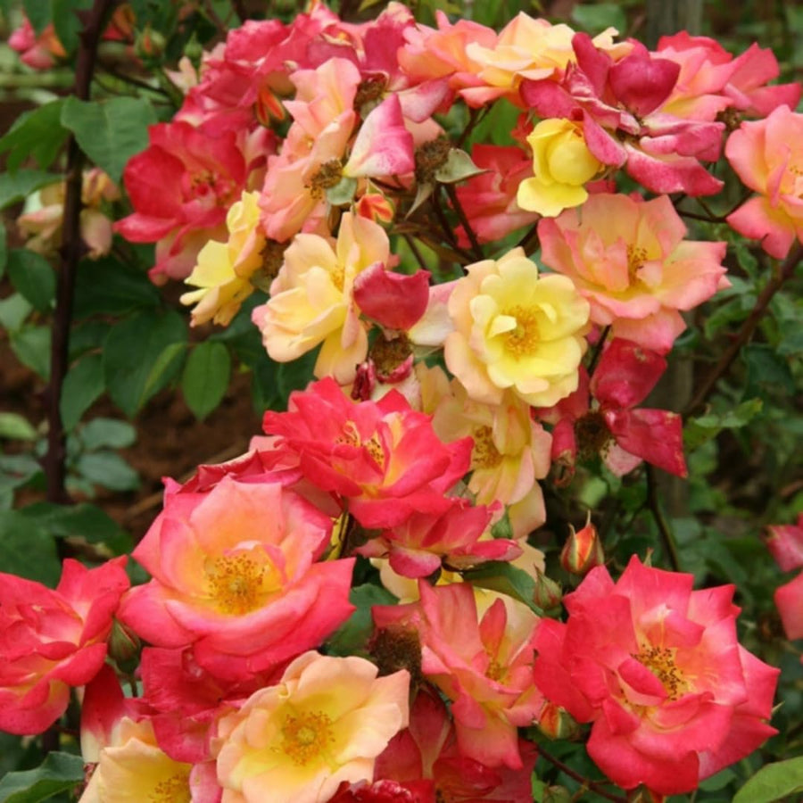 Red Yellow Orange Climbing Rose Live Plant, Fragrant Rose Bush Ready to Plants, Zone 5 to 9, Size 5 to 7 Inches and Bare Root