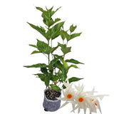 1 Year Old Parijat Tree Plant Live, Fragrant Night Flowering Jasmine Climbing Bush Tree Live Plant for Growing, Half Gallon Size, No CA