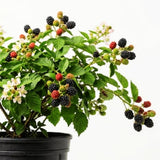 Set 2 Thornless BlackBerry Plants Cuttings, Well Rooted Cutting 4 Inches Tall, Sweet Berries and High Yield for Edible Garden, Ready for Planting