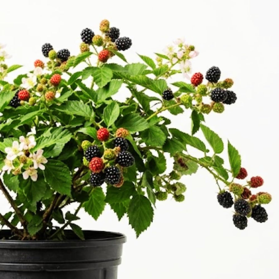 Set 2 Thornless BlackBerry Plants Cuttings, Well Rooted Cutting 4 Inches Tall, Sweet Berries and High Yield for Edible Garden, Ready for Planting