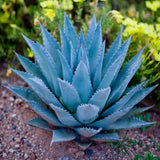Pack 4 Agave Plants Live, Blue Agave Century Plant, 3 to 5 Inches Tall, Hardy Succulent Plant for Indoor Outdoor Growing